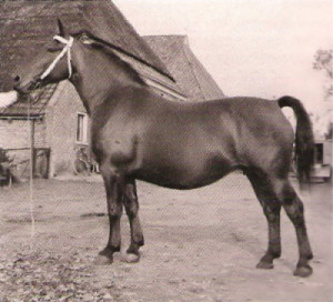Freiminka in 1950